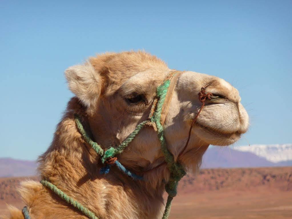 Maison Hassan مرزوكة المظهر الخارجي الصورة